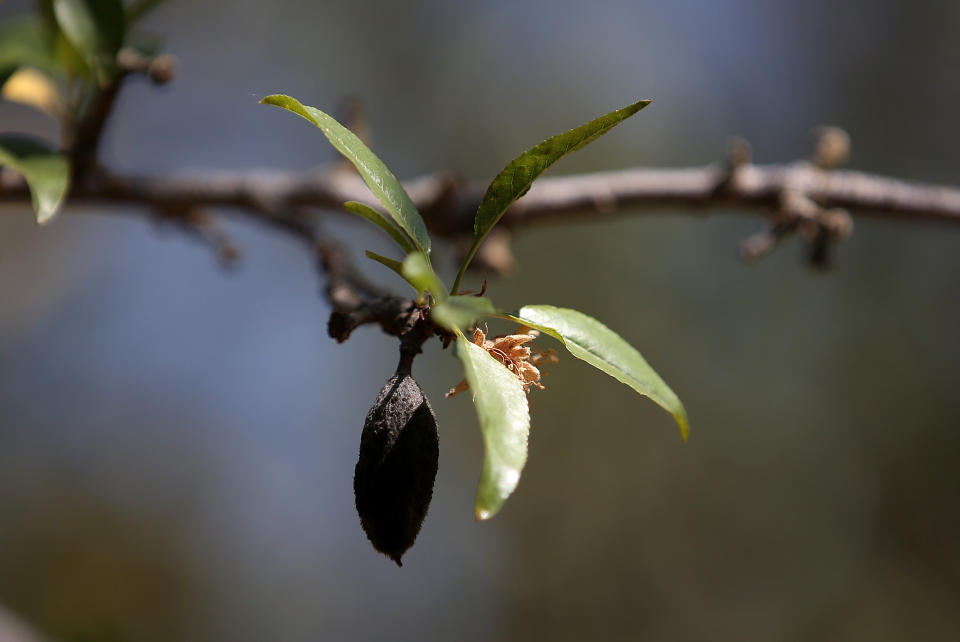 During almond bloom in February, almond orchards require the services of some 80% of all honeybees in the country. (Photo: Justin Sullivan via Getty Images)