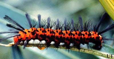 Pictured here is an orange and black larva of the oleander caterpillar, Syntomeida epilais Walker. Caterpillars are in the middle of their annual spring surge on the University of Florida campus in Gainesville. (Photo provided by James Castner, University of Florida) Photograph by: James Castner, University of Florida
(Credit: Photo provided by James Castner, University of Florida)