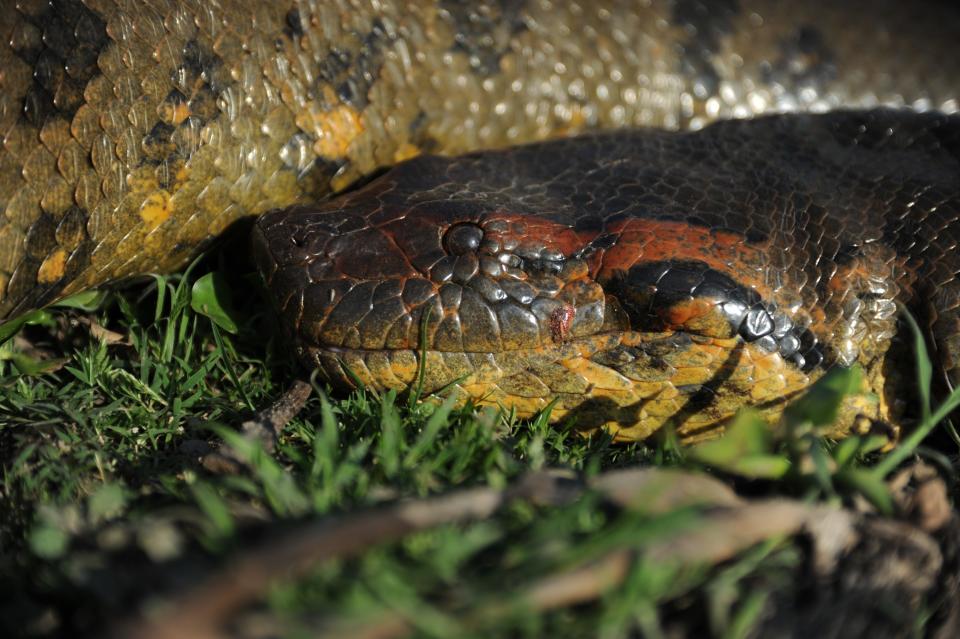 A close-up of the newly discovered northern green anaconda, found in the Amazon's Orinoco basin.