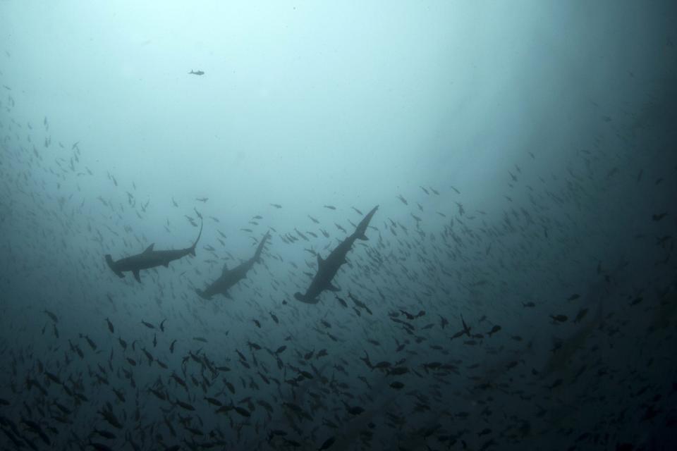 Hammerhead sharks swim close to Wolf Island at Galapagos Marine Reserve August 19, 2013. (REUTERS/Jorge Silva)