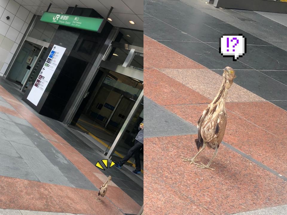 "<p>新宿車站的東側出口，在5月15日被推主發現一隻神秘的鳥兒。（圖／Twitter@rukikikikiki）