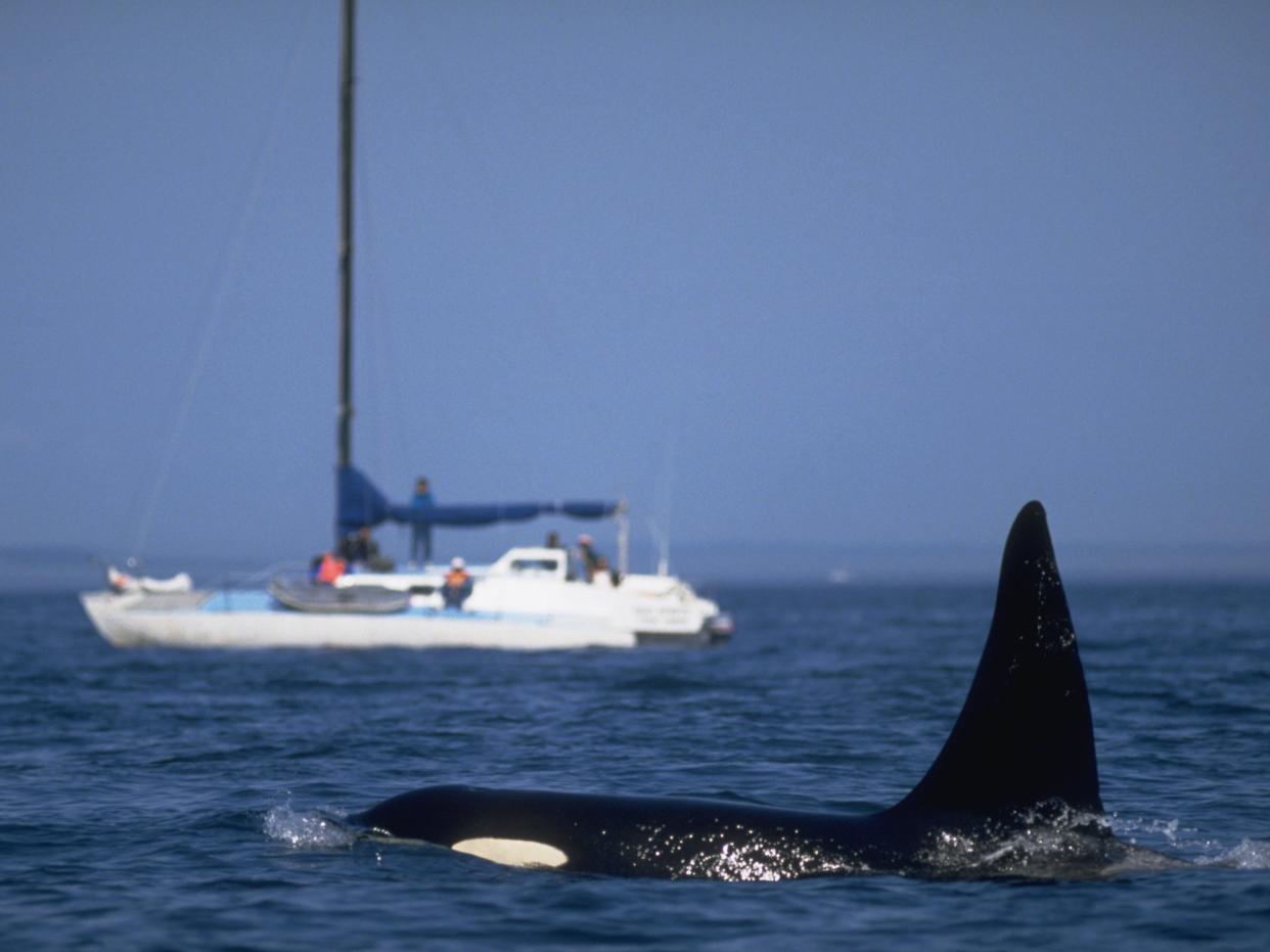 Tourists in a sailboat view an orca which rises above the water in the Strait of Juan de Fuca between north coastal Washington and Vancouver Island, British Columbia.