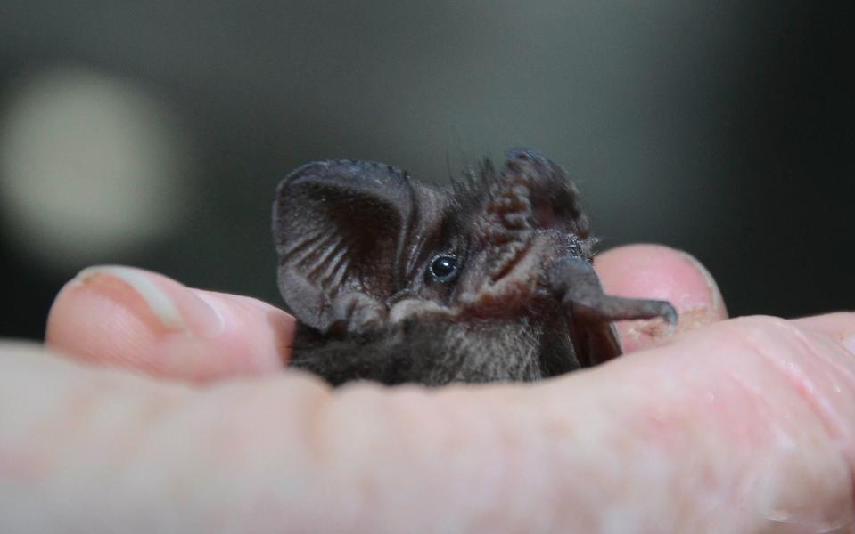 Florida bats will be part of the conversation during the Florida-Friendly Landscaping Seminar planned for March 25 at the Eau Gallie Civic Center.