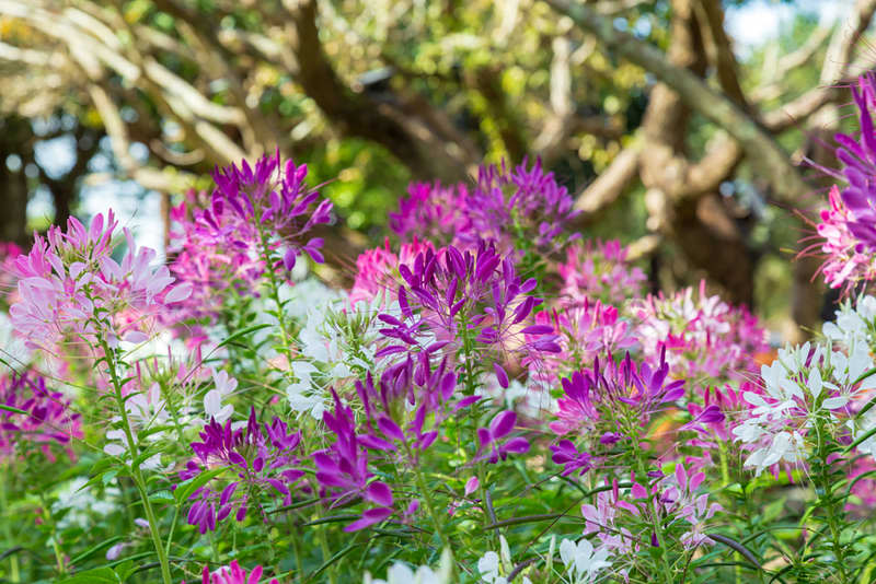 Cleome hassleriana, commonly known as spider flower, spider plant species of flowering plant in the genus Cleome of the family Cleomaceae blooming in the garden.