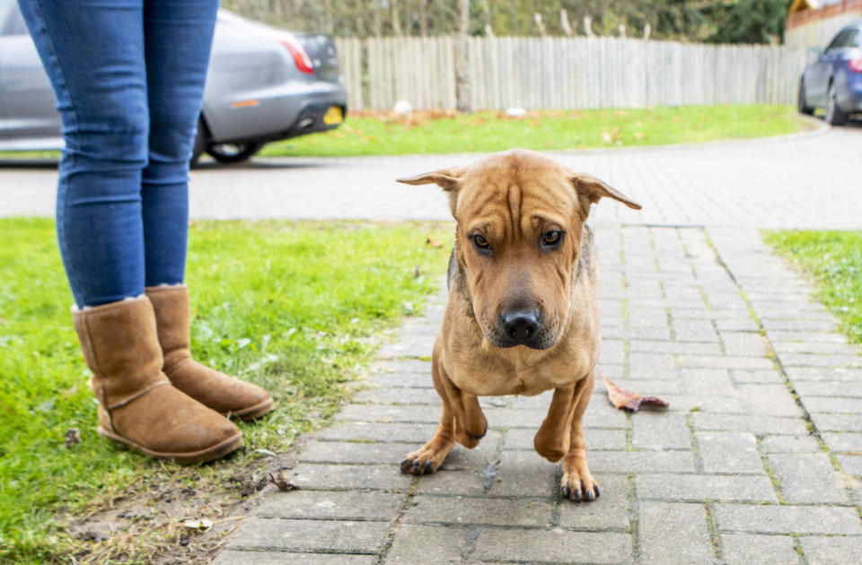 Shar Pei puppy