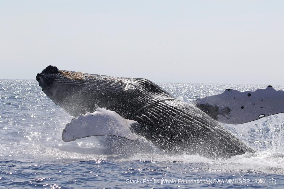 FILE - This photo provided by the National Oceanic and Atmospheric Administration shows a humpback whale after is was entangled in heavy line and freed off Hawaii on March 15, 2022. A U.S. judge this week ruled that the National Marine Fisheries Service violated the law when it failed to develop a plan to prevent the harming of humpback whales by West Coast commercial fishermen catching sablefish. (Pacific Whale Foundation/NOAA via AP, File)