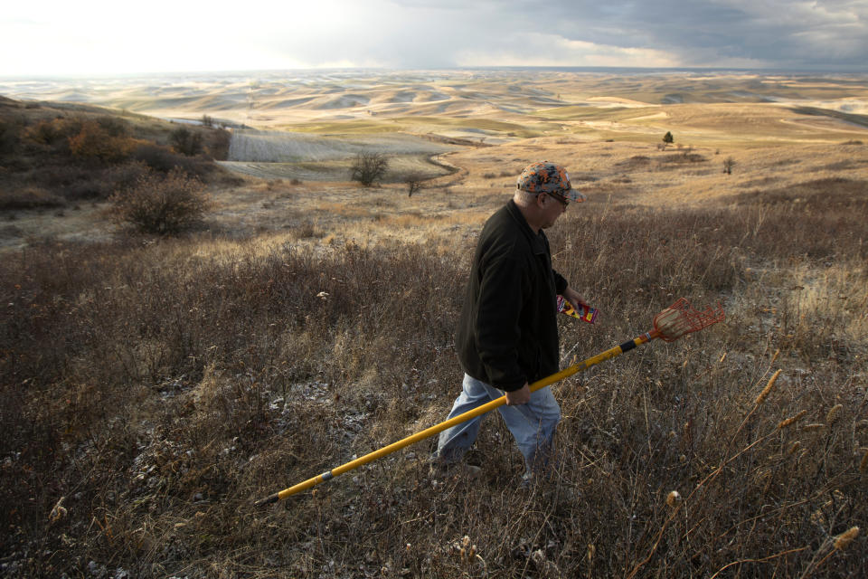 In this Oct. 28, 2019, photo, amateur botanist David Benscoter, of The Lost Apple Project, walks above an orchard in the Steptoe Butte area near Colfax, Wash. Benscoter and fellow botanist E.J. Brandt have rediscovered at least 13 long-lost apple varieties over the past several years in homestead orchards, remote canyons and windswept fields in eastern Washington and northern Idaho. (AP Photo/Ted S. Warren)