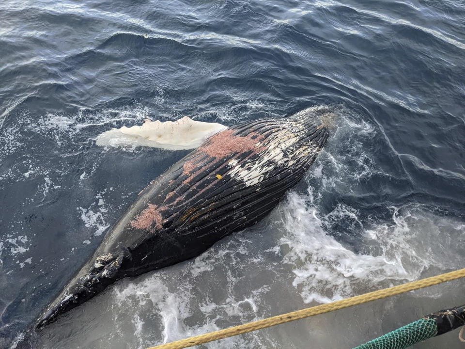 This photo made by a CCAMLR observer shows the carcass of a humpback whale floating free soon after release from a net during krill trawling by the Norwegian fishing company Aker BioMarine in the Southern Ocean on April 20, 2021. In 2021, three humpback whales (Megaptera novaeangliae) were reported as bycatch by the fishery. (MRAG via AP)