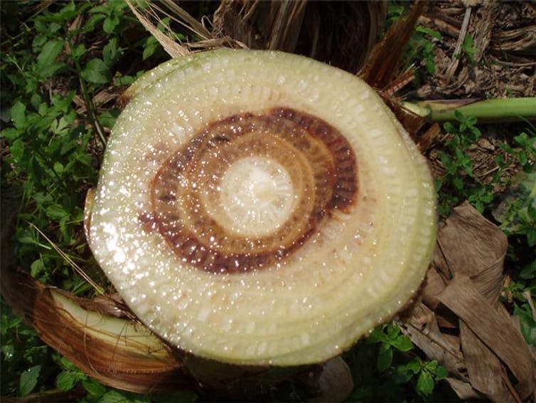 <span class="caption">Stem of banana tree with panama disease.</span> <span class="attribution"><a class="link " href="http://www.padil.gov.au/pests-and-diseases/pest/main/136609/3695" rel="nofollow noopener" target="_blank" data-ylk="slk:wikipedia;elm:context_link;itc:0;sec:content-canvas">wikipedia</a>, <a class="link " href="http://creativecommons.org/licenses/by-sa/4.0/" rel="nofollow noopener" target="_blank" data-ylk="slk:CC BY-SA;elm:context_link;itc:0;sec:content-canvas">CC BY-SA</a></span>