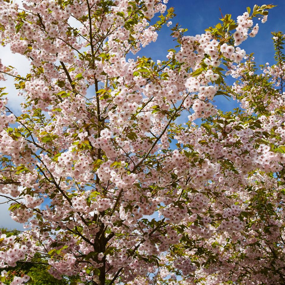 Cherry blossom trees