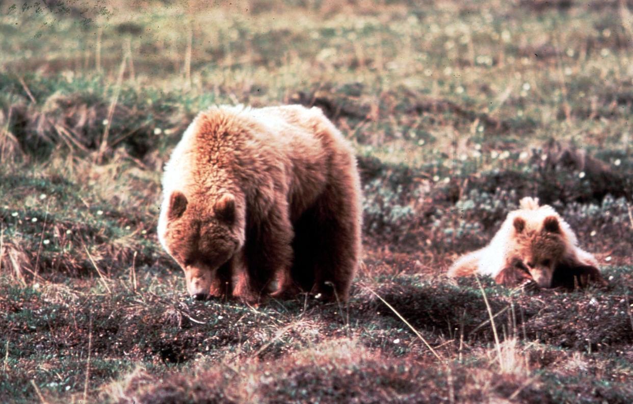 Two Alaskan brown bears. (Getty Images)