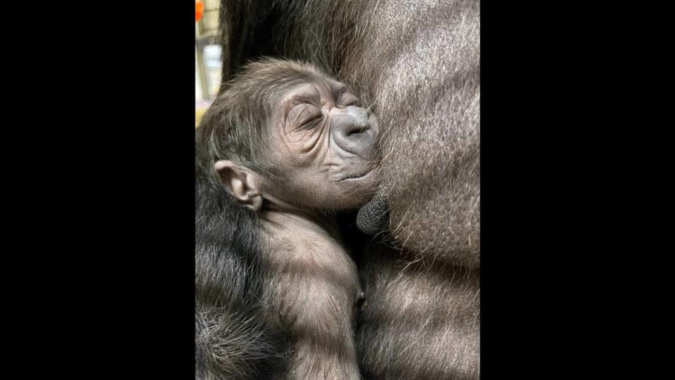 This is the second baby for Calaya and father Baraka, 31, according to the zoo.