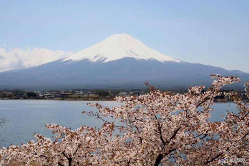 ▲富士山櫻花。（圖／©Akira Okada/©JNTO）