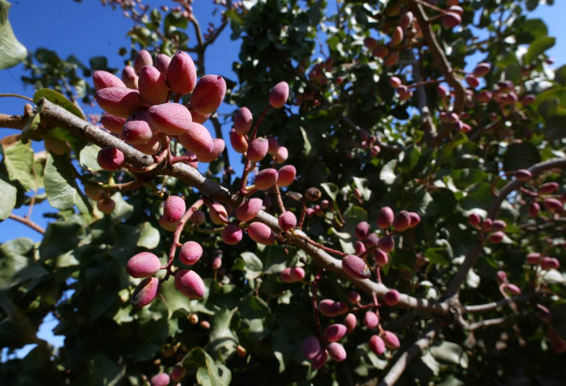 Ripeing pistachios await harvesting at a Fresno orchard in this file photo. The acreage of pistachios in the San Joaquin Valley more than tripled between 2002 and 2022, according to the U.S. Census of Agriculture.