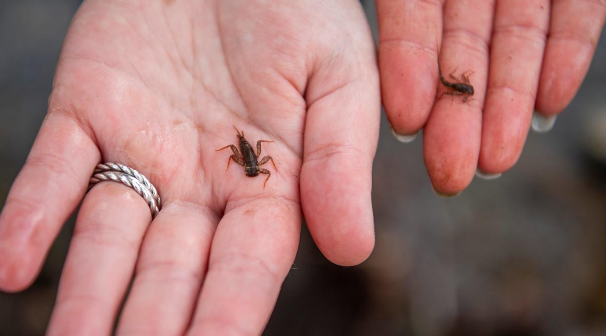 Aquatic insects such as mayfly nymphs found during the Campus River clean-up on Friday, April 12, 2024. The types of insects found in the river can help determine the level of pollution.