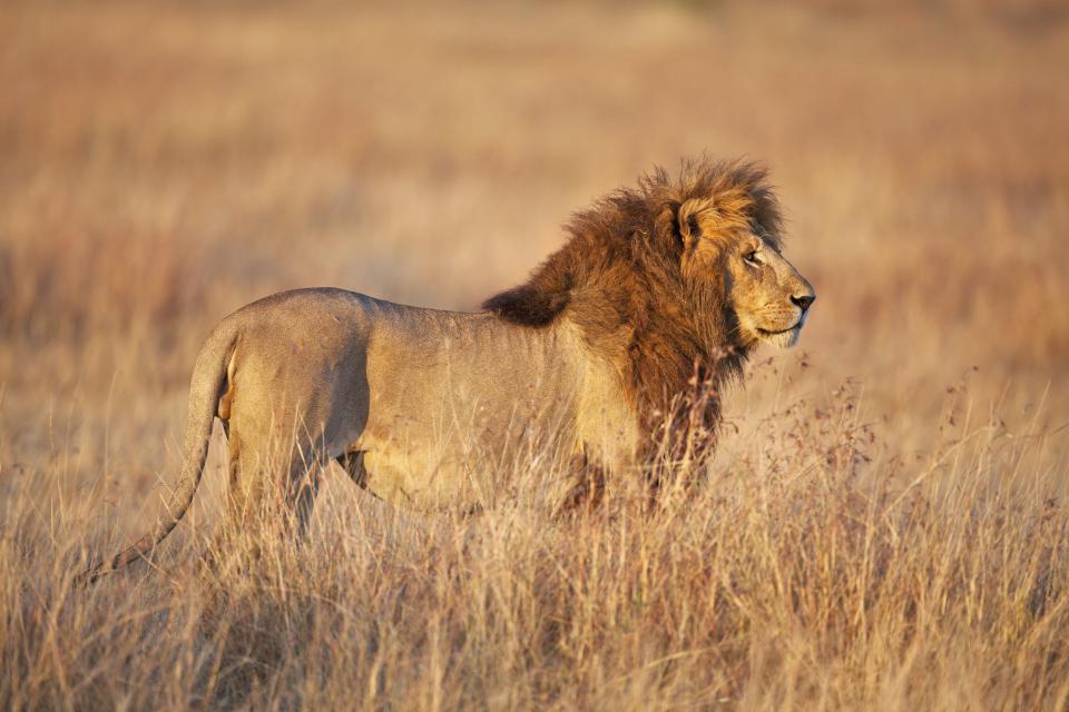 A lion in Kenya