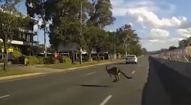 The kangaroo was unfazed by the approaching cars. Source: Facebook/ Dash Cam Owners Australia