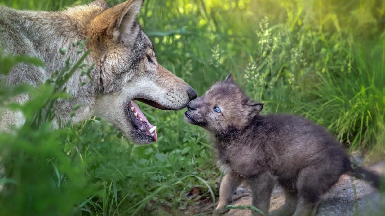  Touching scene of Gray Wolf mother with newborn pup. 