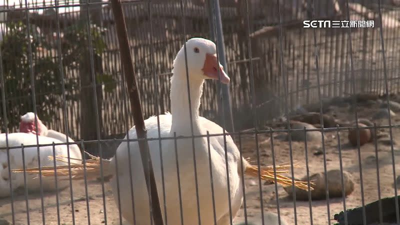 養鴨業者表示，鴨少和飼料貴，是造成鴨肉漲價的關鍵。