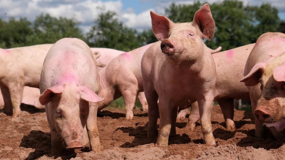 A group of pigs standing on dirt, sniffing around, with a line of trees in the background.