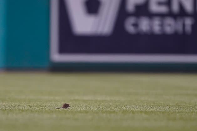 A rat found its way onto the outfield during a game between the New York Mets and the Washington Nationals in Washington, D.C., on Tuesday. (Photo: via Associated Press)