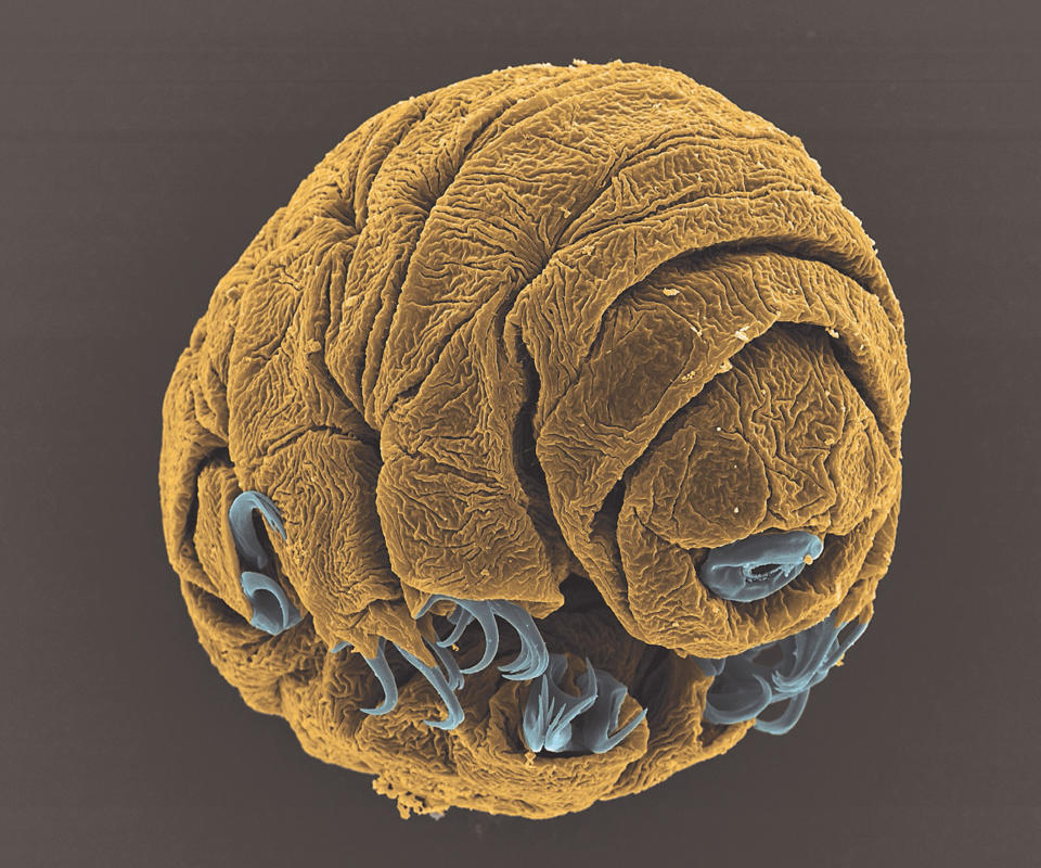 Water bear embryo – Vladimir Gross