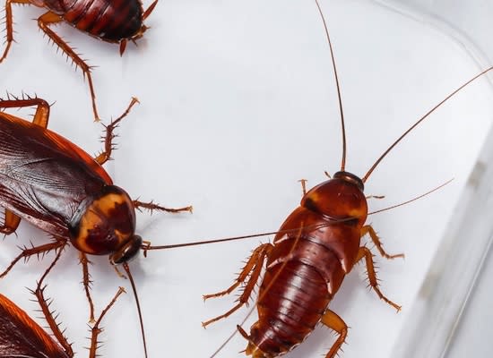 7 Facts About Cockroaches You Won't Want to Believe