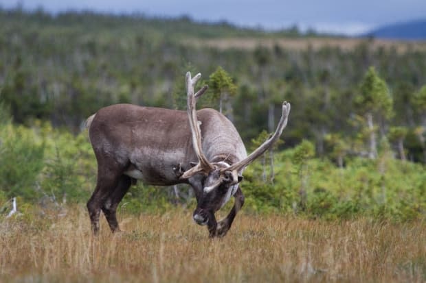 A bull caribou in Gaspésie National Park.  St-Laurent says it may be necessary to introduce new animals into the herd to add genetic diversity.