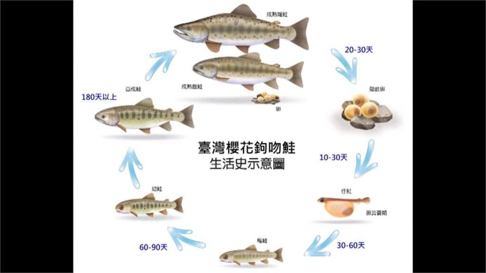 國寶魚復育技術新篇章　出生不到1個月「發眼卵」提早入溪