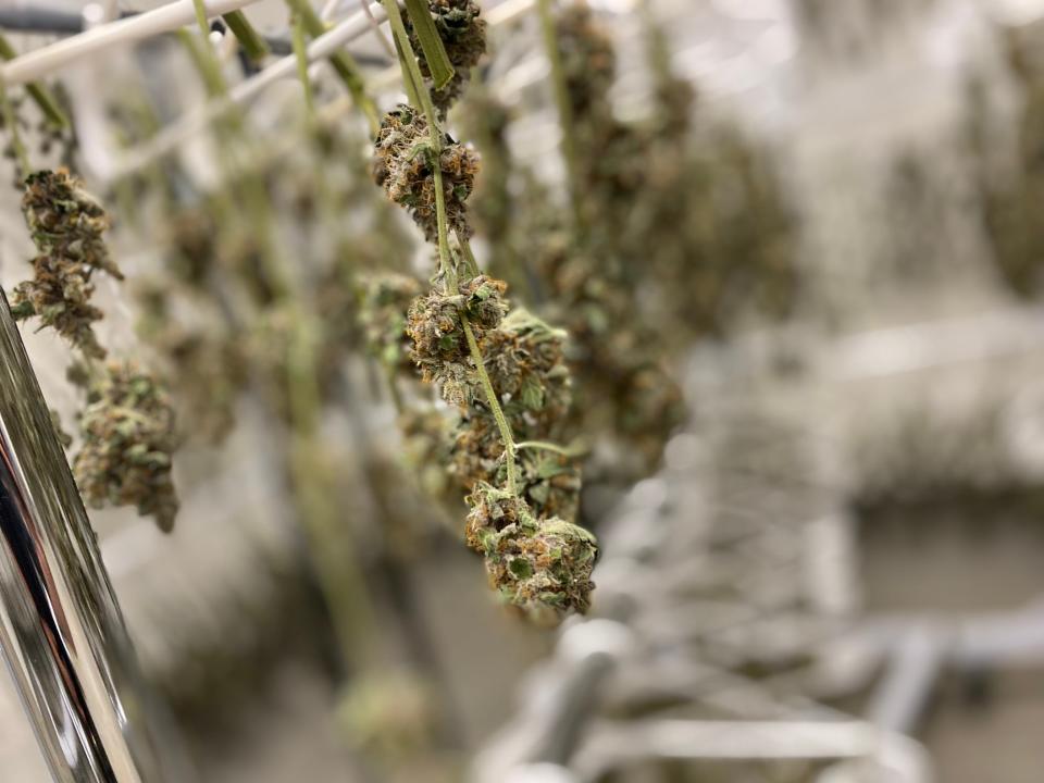 Buds of cannabis plants hang in the drying room at Symponia Farms on Wednesday, Aug. 3, 2022 in Battle Creek, Mich.