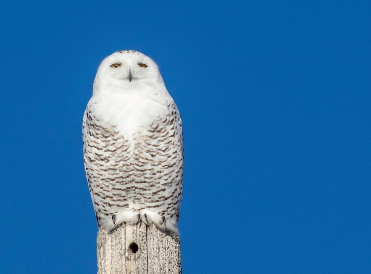 The snowy owl is one of the species people come to Saskatchewan to see in the winter. (Submitted by Cathy Wall - image credit)