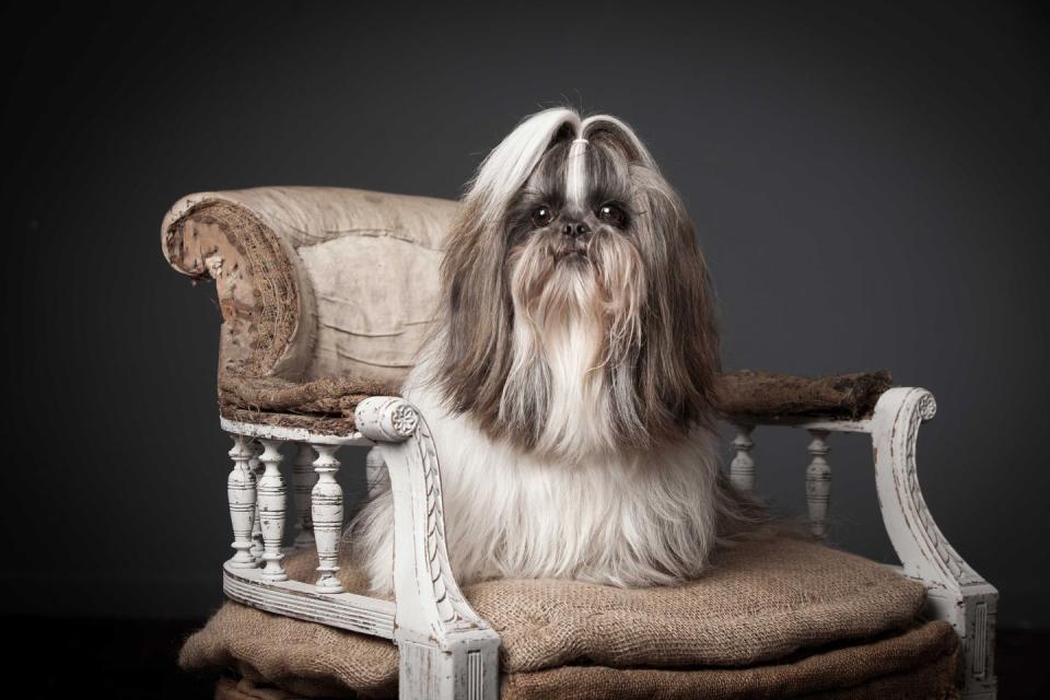 long haired shih tzu with hair pulled into a ponytail above its face sitting on chair against black background