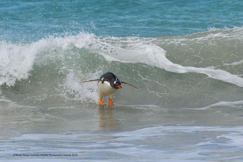 Un pinguino che fa surf nelle Falkland Islands ©Elmar Weiss / Comedy Wildlife Photography Awards 2019