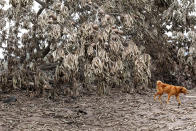 <p>A dog walks past trees covered with ash after the eruption of the Fuego volcano in San Miguel Los Lotes in Escuintla, Guatemala, June 8, 2018. (Photo: Carlos Jasso/Reuters) </p>