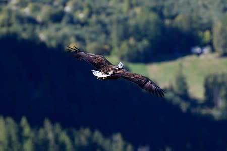 Victor, a nine year old white-tailed eagle equipped with a 360 camera, flies over glaciers and mountains from the Plan de l’Aiguille back to Chamonix