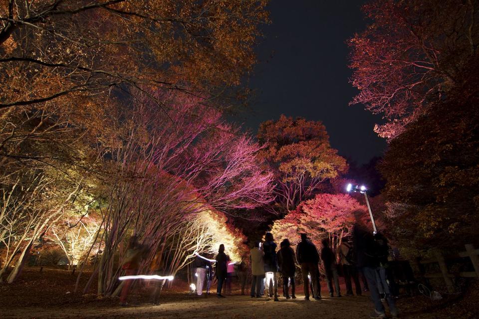 <p>從10月中旬開始漸漸轉紅的六甲高山植物園，除了可以在白天欣賞美麗的楓紅外，到了夜晚，紅色、黃色、橘色的楓葉將進行點燈，可以體驗和早上截然不同的風情。<br><br>賞楓時期：一般於11月上旬～11月下旬</p> <cite>神戶市台灣推廣事務所</cite>