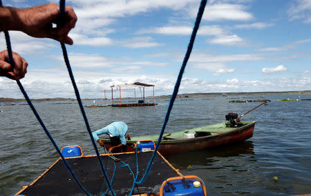 Fisherman works on a tank of tilapia fish on Castanhao dam where tilapia fish are cultivated and skins used for the research treating burnt skin, in Jaguaribara, Brazil, April 26, 2017. REUTERS/Paulo Whitaker