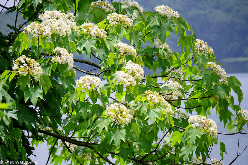 新竹縣寶山鄉｜桐花森林遇