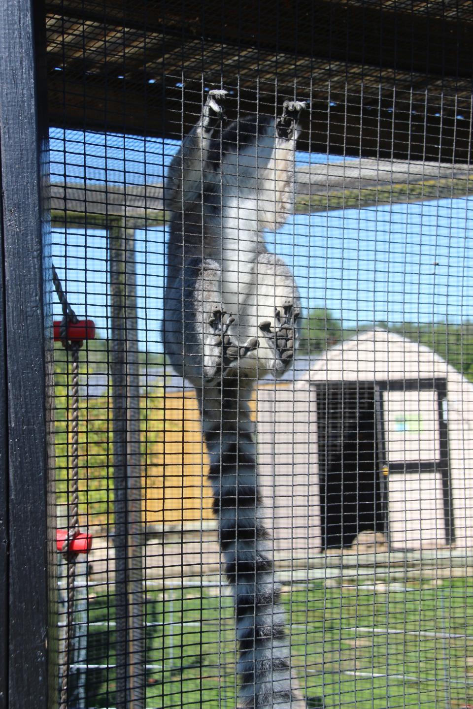 A curious lemur stares back at visitors at Nature’s Creek Zoo, just outside Hillsdale.