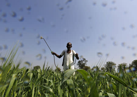 A farmer sprays a mixture of fertilizer and pesticide onto his wheat crop on the outskirts of Ahmedabad February 18, 2015. REUTERS/Amit Dave