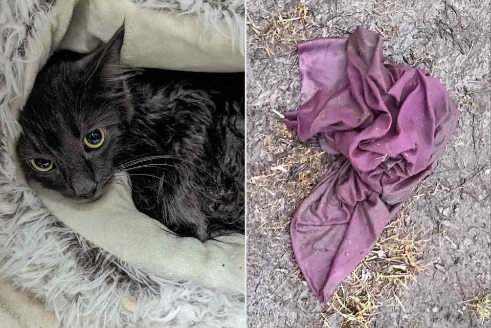 <p>Niagara SPCA</p> A female cat who was found abandoned in a tied up pillowcase near Niagara Falls, New York, (left) and the pillowcase she was found in (right)