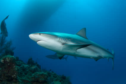 Caribbean Reef Shark/ iStockphoto