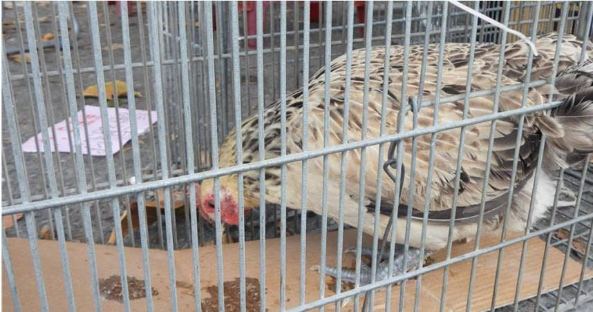 「吊掛」雞在誘捕籠內吃食物。（圖／報系資料照，下同）