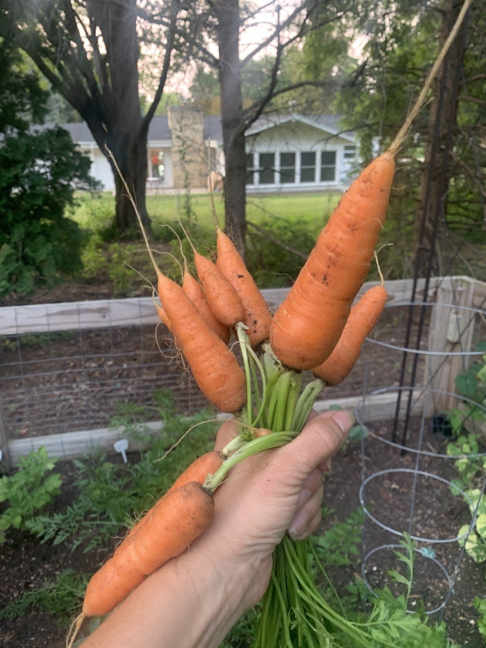 Part of reducing waste is growing your own food, says Liesel Werch. “Carrot seeds are inexpensive, and with some tended, loose soil, they’re not difficult to grow,” she said.