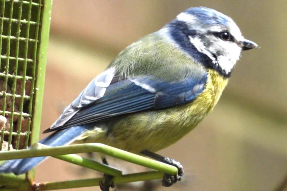 Isle of Wight County Press: The blue tit, the Island's most common garden bird.