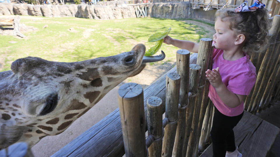Claire Wagner, 3, feeds a giraffe at the Fort Worth Zoo in Fort Worth, Texas, Friday, Feb. 23, 2024. During the last total solar eclipse in 2017, male giraffes at a South Carolina zoo began to gallop. Researchers will be watching to see if the giraffes in Fort Worth show similar behavior during April's total eclipse. (AP Photo/LM Otero)