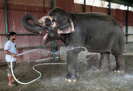 A handler bathes Coconut, a female elephant, at the Wildlife SOS Elephant Conservation and Care Center run by a non-governmental organisation in the northern town of Mathura, India, November 17, 2018. REUTERS/Anushree Fadnavis