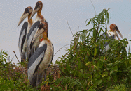 <p>Er ist der seltenste Storch der Welt. Die unregulierte Sammlung von Eiern und Küken des Großen Adjutanten hatte einen Rückgang der Populationen zur Folge. Zur gleichen Zeit bedrohte die Zerstörung seines Lebensraums seine primären Nistplätze, indem Feuchtgebiete trockengelegt wurden. In Zusammenarbeit mit dem kambodschanischen Umweltministerium bezahlte die WCS die Anwohner, um Nester zu schützen, anstatt sie zu plündern. Inzwischen soll sich die Storchart, von der es aktuell rund 1.000 Tiere gibt, wieder erholen. (Bild: Eleanor Briggs/WCS) </p>