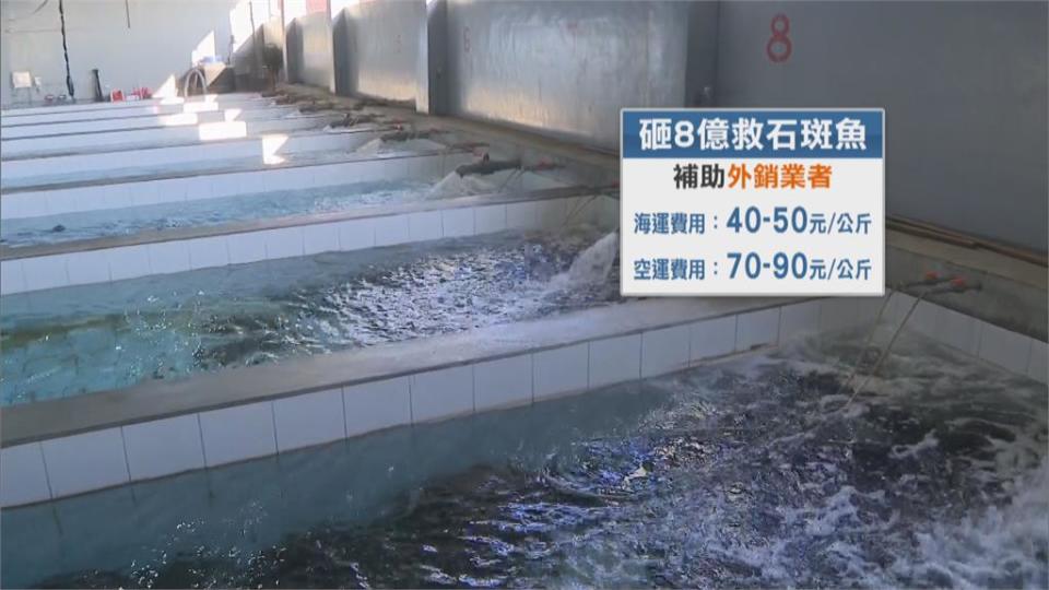 日最大養殖業者出手　進口台灣石斑「民主的魚」