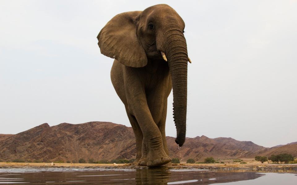 An elephant walks towards the camera in Namibia - Theo Allofs/Corbis